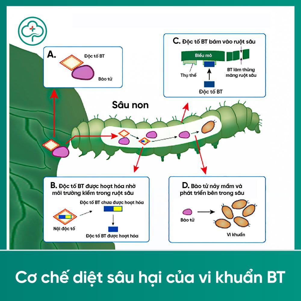 Cơ chế diệt sâu hại của vi khuẩn BT